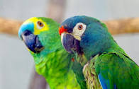 Parrots