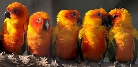 Sun Conures