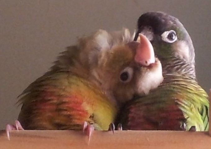 Green Cheek Conures